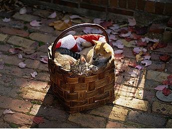 《星刃》灵感来自《尼尔》等游戏 主角换装数量达30种