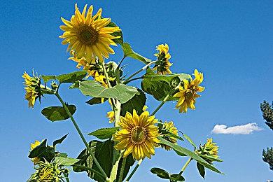 《原神》玛薇卡角色PV——「旧时光」